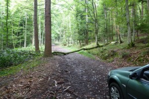 Arbre tombe par les intemperies sur notre route