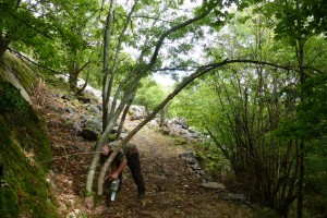 Arbres Mecklenburgerweg pendant