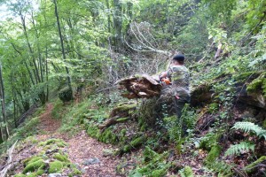 souche sur le mecklenburgerweg avant