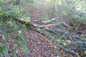 Arbre tombé sur le Bergpfad